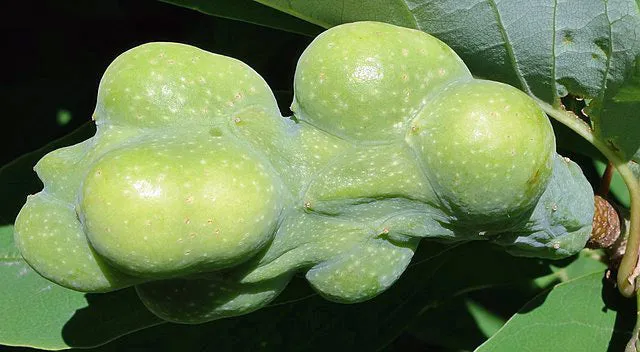 Magnolia salicifolia | Anise Magnolia | 10 Seeds