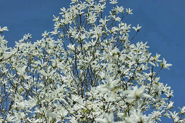 Magnolia salicifolia | Anise Magnolia | 10 Seeds
