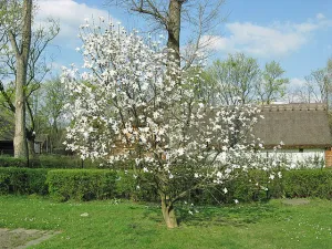 Magnolia salicifolia | Anise Magnolia | 10 Seeds