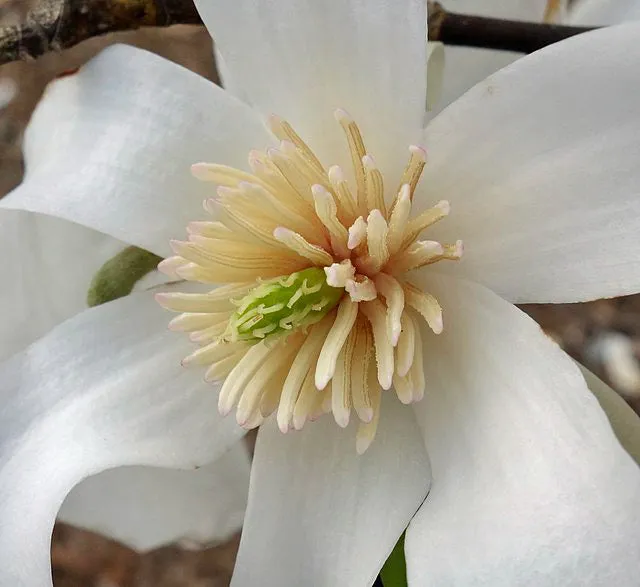 Magnolia salicifolia | Anise Magnolia | 10 Seeds