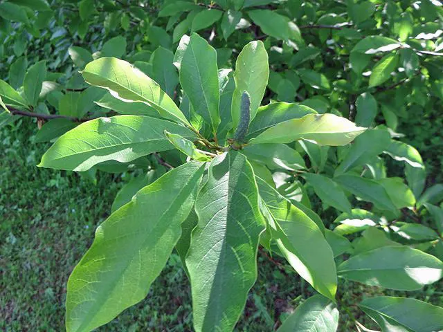 Magnolia salicifolia | Anise Magnolia | 10 Seeds